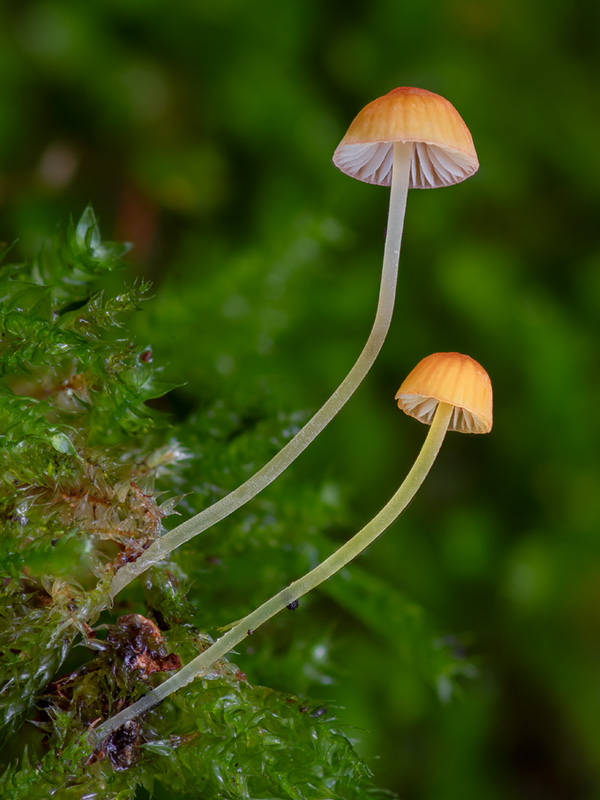Mycena acicula Mycena acicula